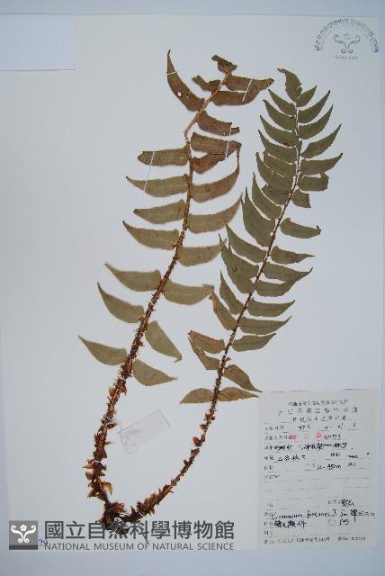 貫眾蕨藏品圖，第1張