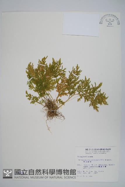 異葉卷柏藏品圖，第1張