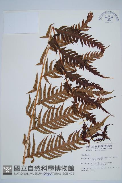 生芽狗脊蕨、頂芽狗脊蕨藏品圖，第1張