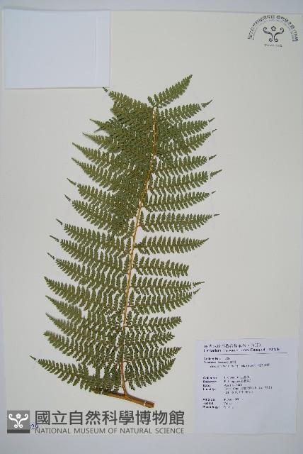 司氏碗蕨藏品圖，第1張