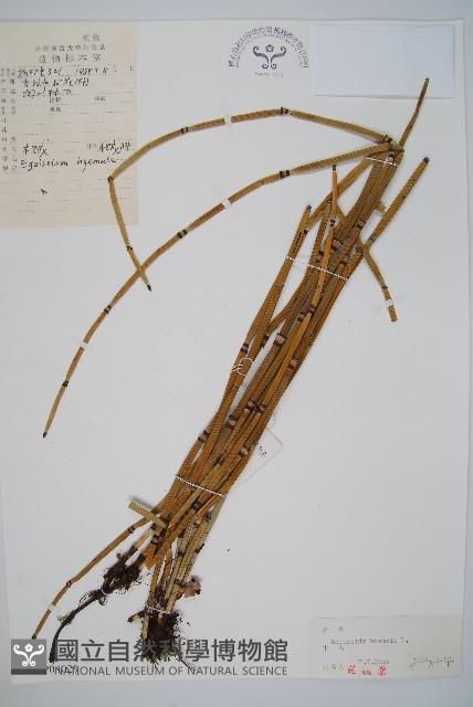 Accession Number:P004029 Collection Image, Figure 1, Total 2 Figures