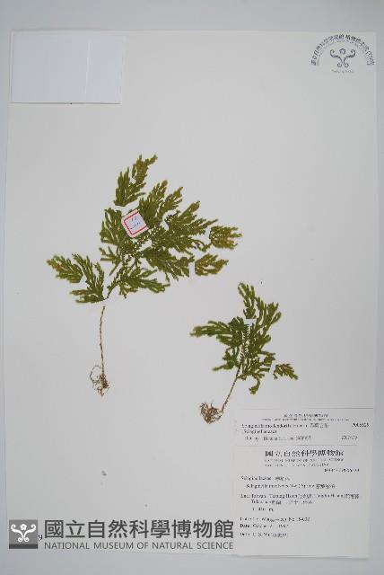 異葉卷柏藏品圖，第1張