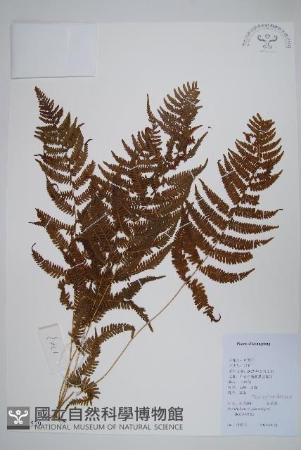 密腺副金星蕨藏品圖，第1張