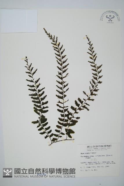 瓶蕨藏品圖，第1張