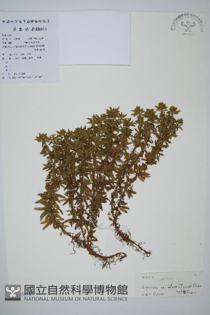 千層塔藏品圖，第1張