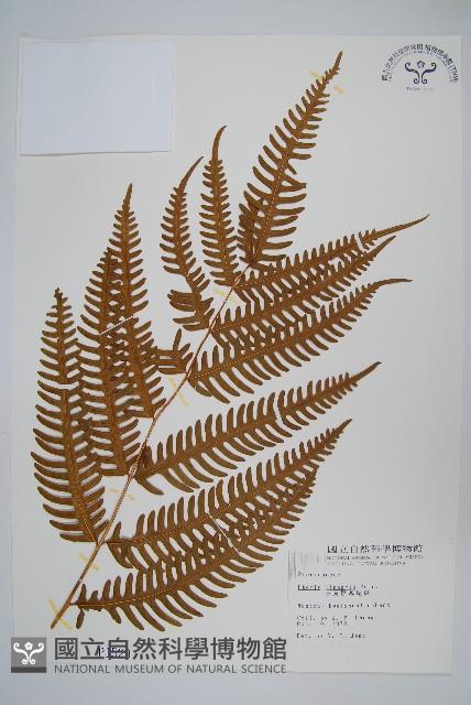 三角脈鳳尾蕨藏品圖，第1張