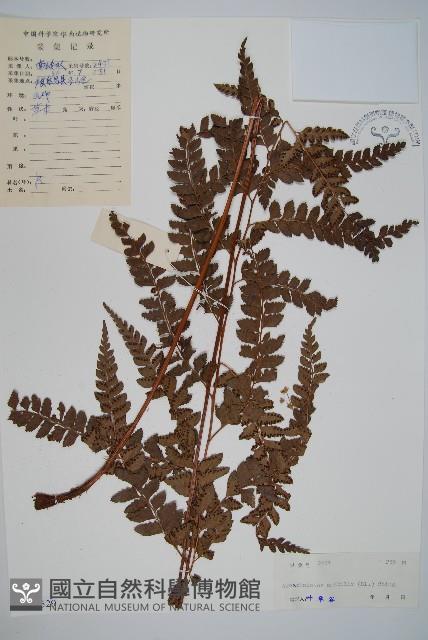 屋久複葉耳蕨藏品圖，第1張