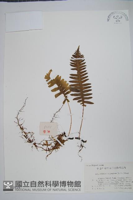 日本水龍骨藏品圖，第1張