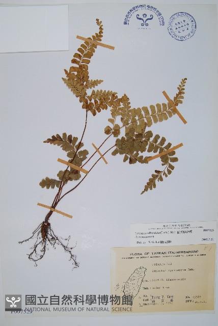 圓葉陵齒蕨藏品圖，第1張