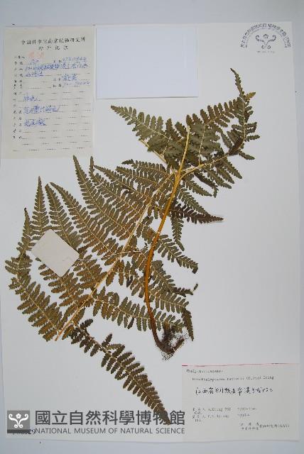 林下凸軸蕨藏品圖，第1張