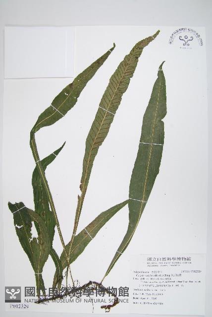 萊氏線蕨藏品圖，第1張