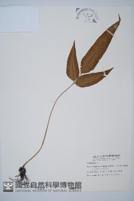 細柄雙蓋蕨藏品圖，第1張