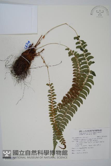 軟骨耳蕨藏品圖，第1張