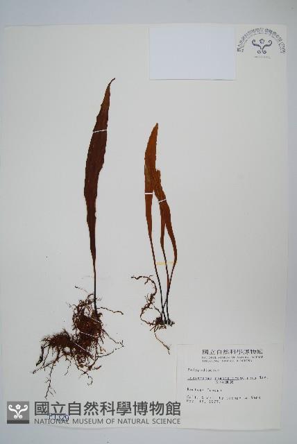 長柄劍蕨藏品圖，第1張