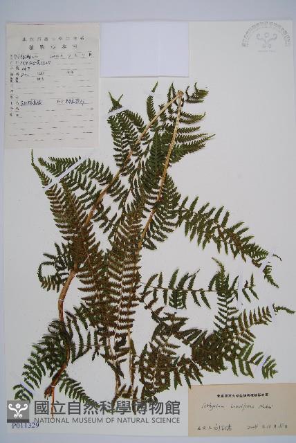 短葉蹄蓋蕨藏品圖，第1張