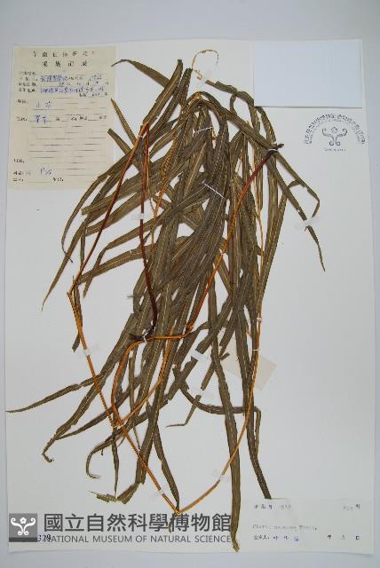 鳳尾蕨藏品圖，第1張