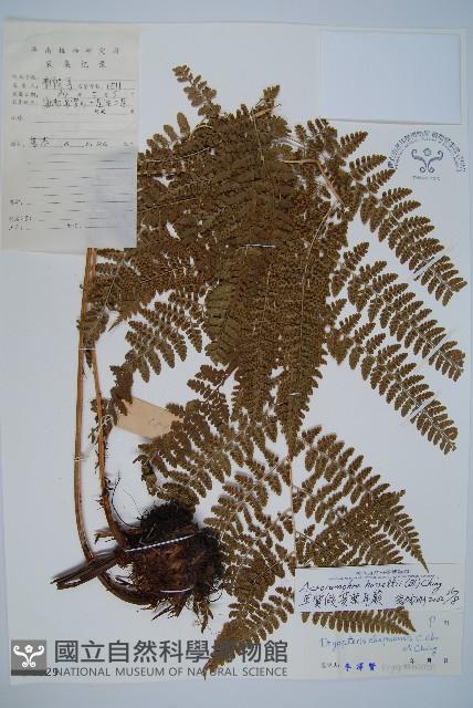 哈氏假複葉耳蕨藏品圖，第1張