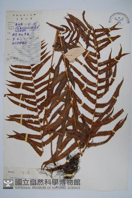 擬毛蕨藏品圖，第1張