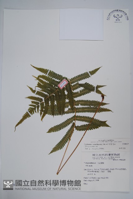 密毛毛蕨藏品圖，第1張