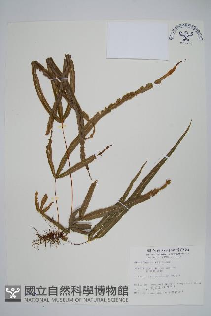 長葉鳳尾蕨藏品圖，第1張
