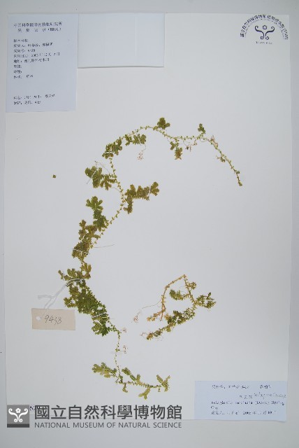 翠雲草、藍草藏品圖，第1張