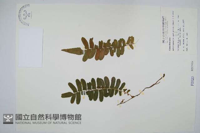 藤蕨藏品圖，第1張