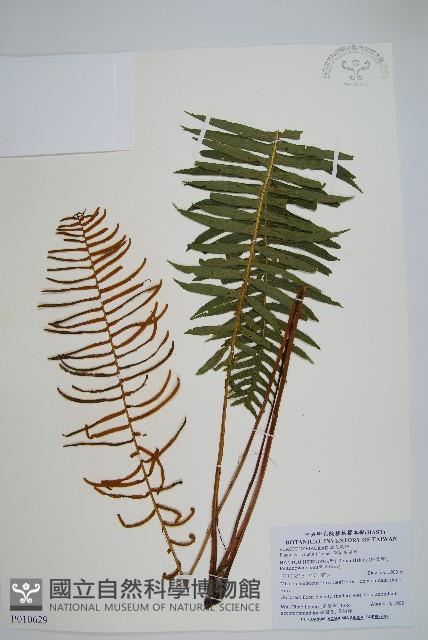 倒葉瘤足蕨藏品圖，第1張