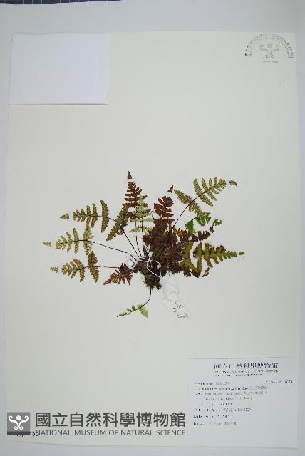 深山粉背蕨藏品圖，第1張