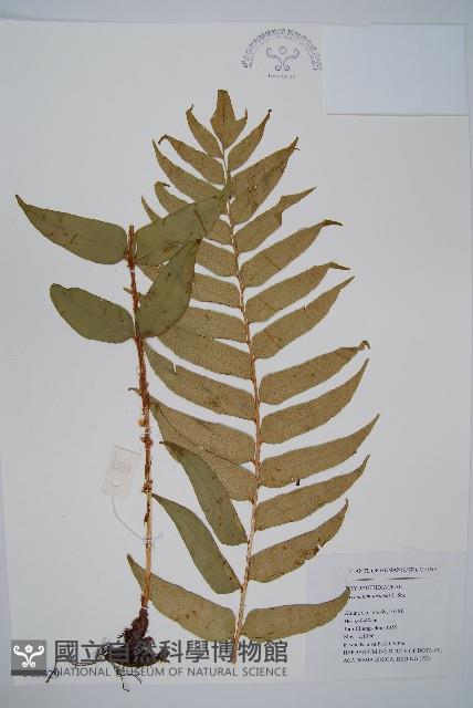 貫眾蕨藏品圖，第1張