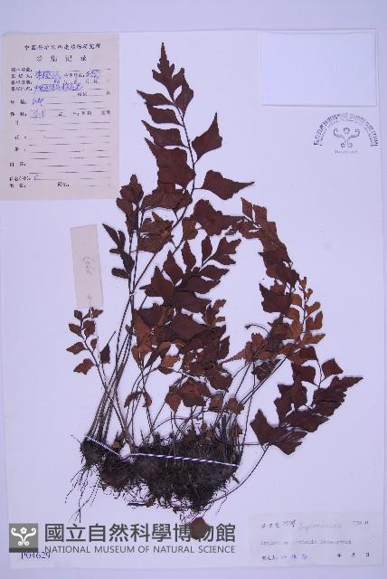 石生鐵角蕨藏品圖，第1張