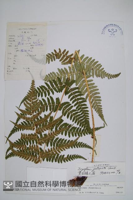重齒鱗毛蕨藏品圖，第1張