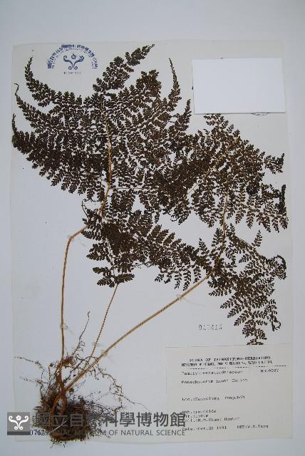 稀子蕨藏品圖，第1張