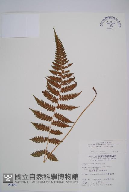 假蹄蓋蕨、東洋蹄蓋蕨藏品圖，第1張
