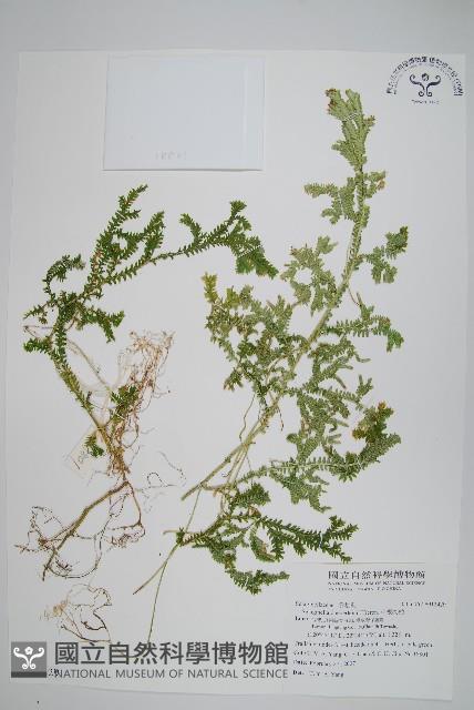 生根卷柏藏品圖，第1張