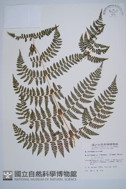 刺柄碗蕨藏品圖，第1張