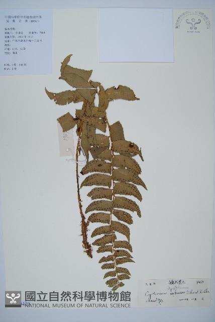 鐮羽貫眾藏品圖，第1張