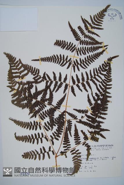 蕨藏品圖，第1張