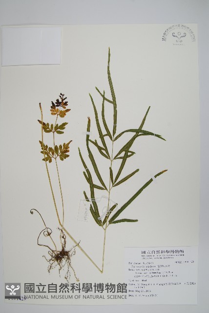 箭葉鳳尾蕨藏品圖，第1張