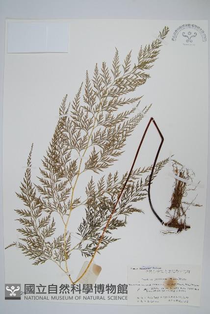 日本金粉蕨藏品圖，第1張