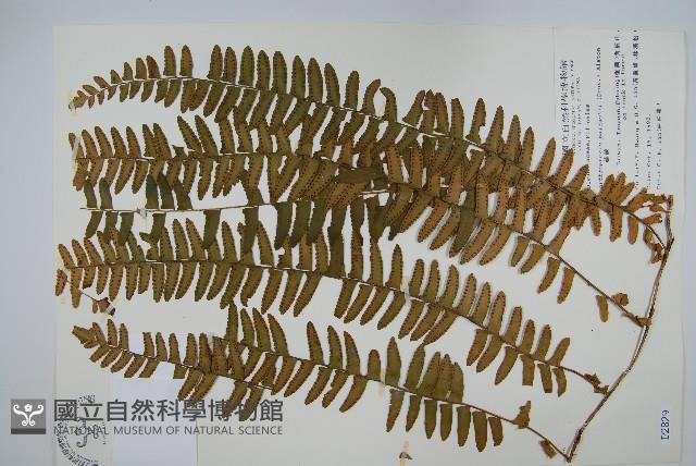 藤蕨藏品圖，第1張