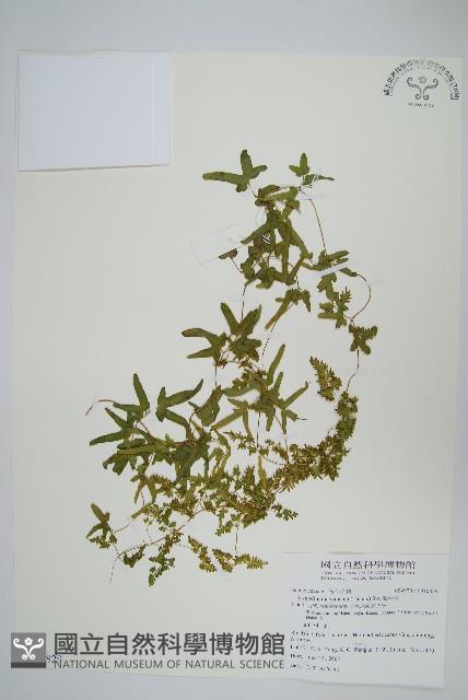 海金沙藏品圖，第1張