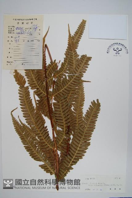 中華鳳尾蕨藏品圖，第1張
