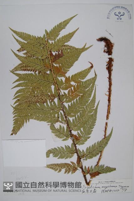 前原耳蕨藏品圖，第1張