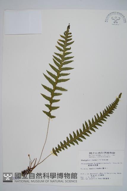 翅軸假金星蕨、短柄卵果蕨藏品圖，第1張