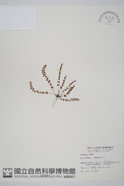 鐵角蕨藏品圖，第1張