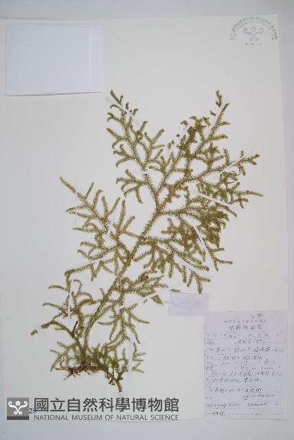 過山龍藏品圖，第1張