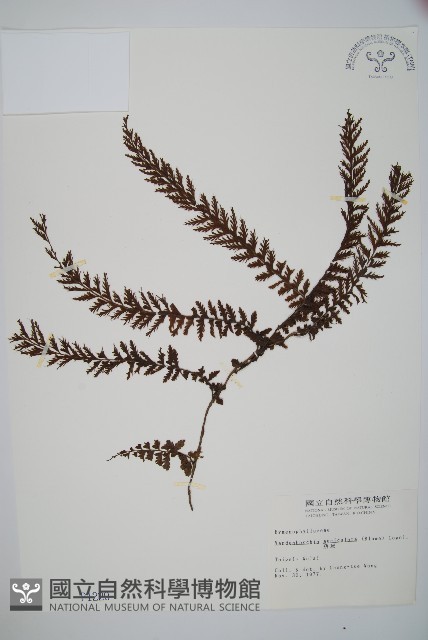 瓶蕨藏品圖，第1張