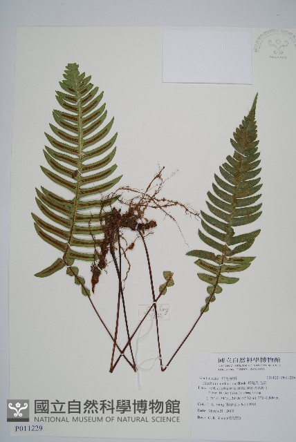 雉尾烏毛蕨藏品圖，第1張