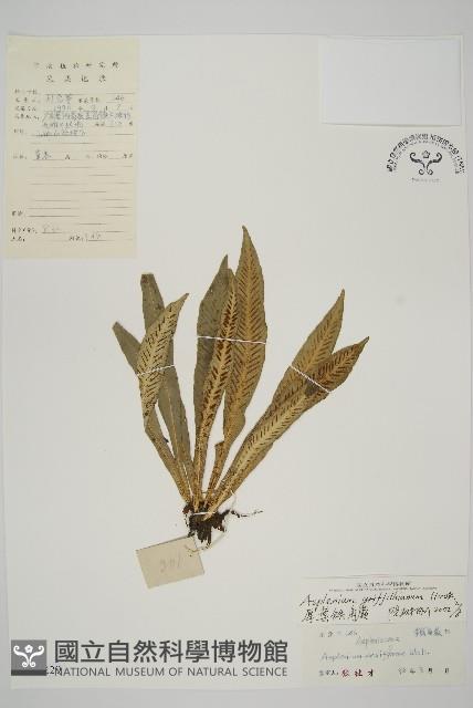 叢葉鐵角蕨藏品圖，第1張