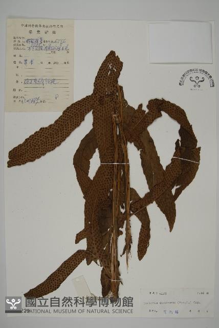 翅柄三叉蕨藏品圖，第1張